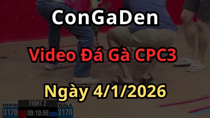 Video Đá Gà Trực Tiếp CPC3 Ngày 4/1/2026 Hôm Nay