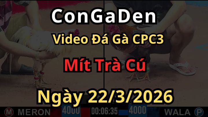 Các Trận Gà Của Mít Trà Cú Tại CPC3 ngày 22/3/2026